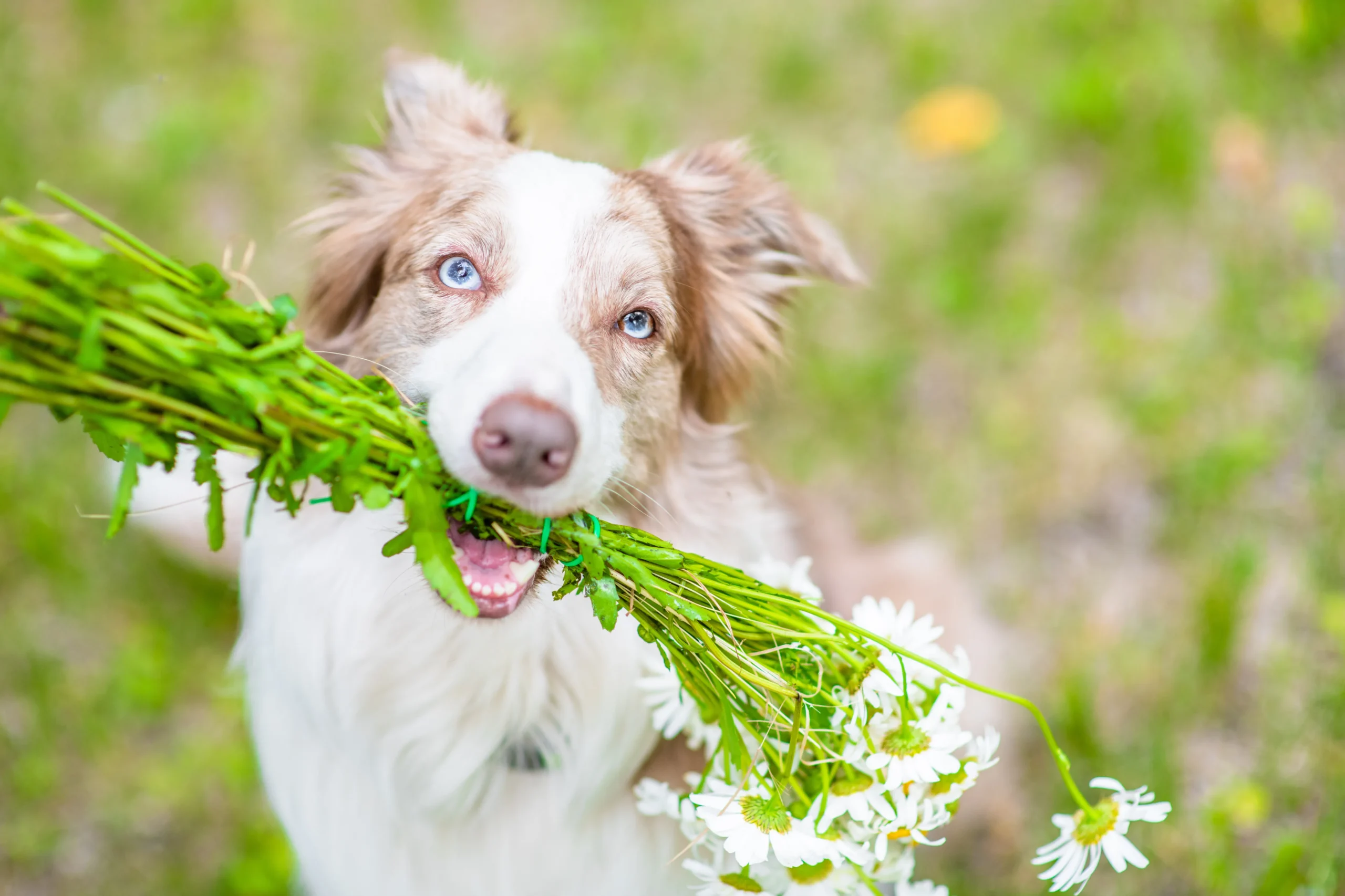 愛犬と花束
